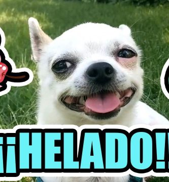 hacer helados para perros