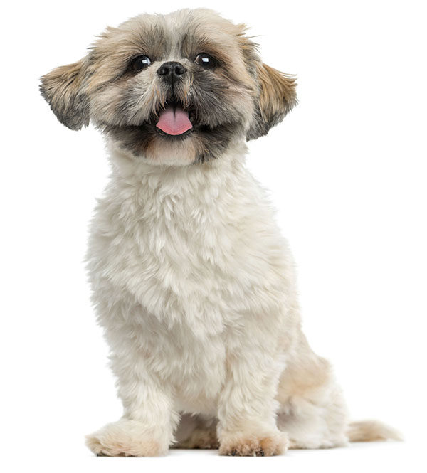 Shih tzu
