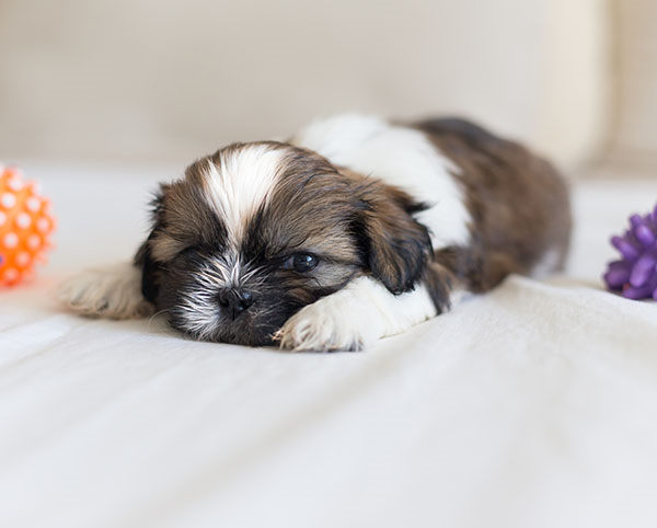 shih tzu cachorro