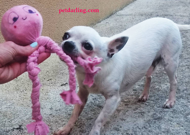 juguetes para perros con calcetines