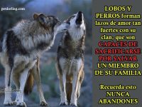 curiosidades sobre lobos