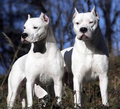 Dogo Argentino