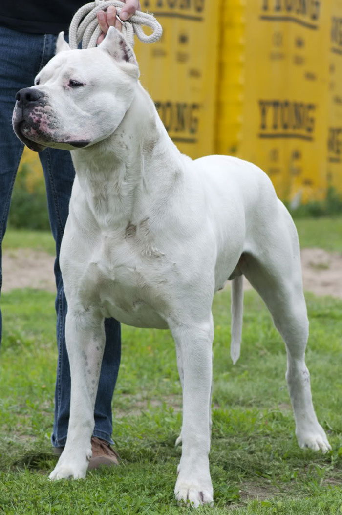 dogo argentino