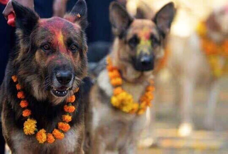 Kukur Tihar perros con guirnaldas festival honrarlos