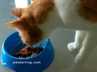 estreñimiento gatos remedio casero natural