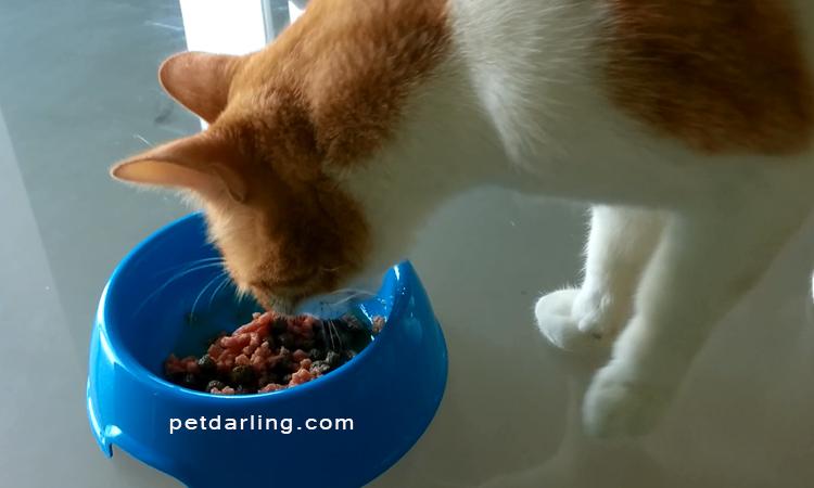 estreñimiento gatos remedio casero natural