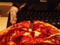 video gatos robando pizza
