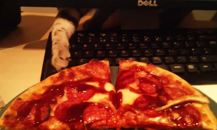 video gatos robando pizza