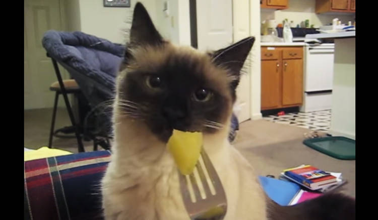 gatos pueden comer piña