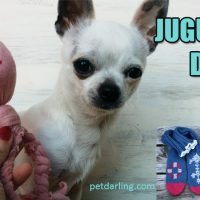 como hacer juguetes para perros caseros