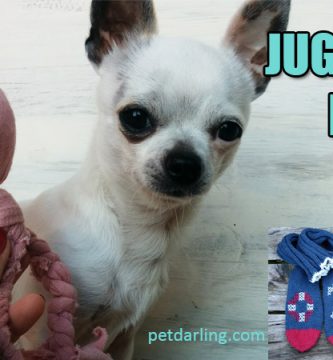 como hacer juguetes para perros caseros