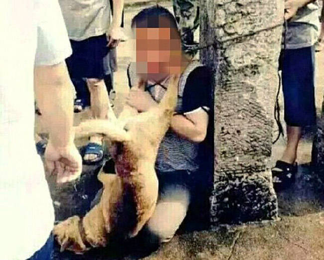 ladrones de perros paliza china pueblo