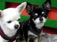 Mi chihuahua no me obedece