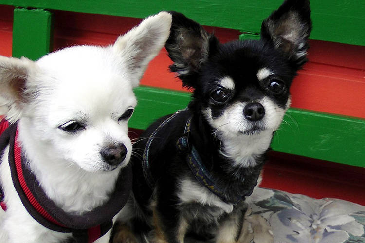 Mi chihuahua no me obedece