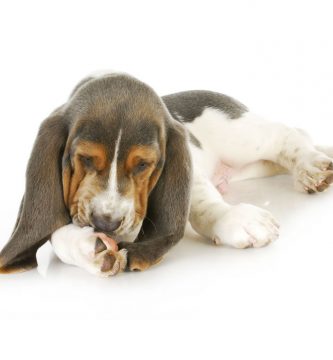 por qué los perros se lamen las patas