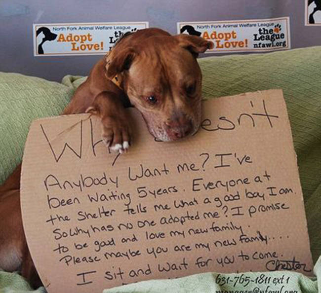 foto viral pitbull adoptado