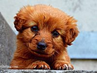 mi perro se mea en casa