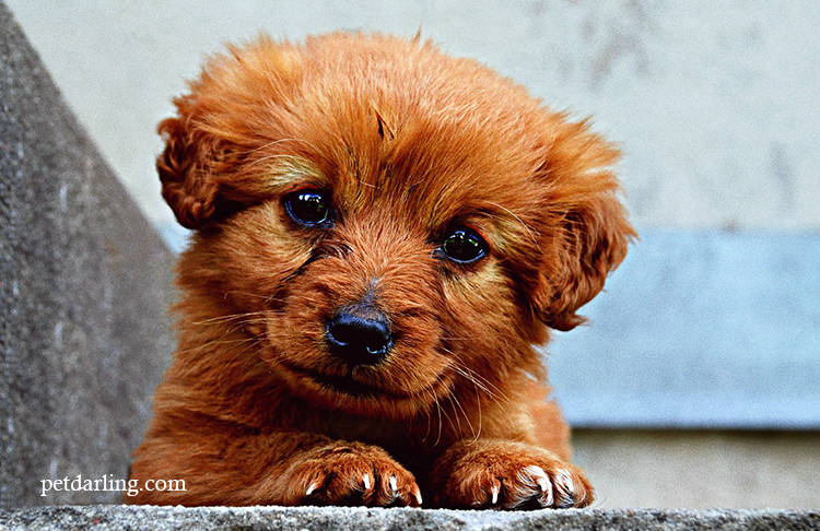 mi perro se mea en casa