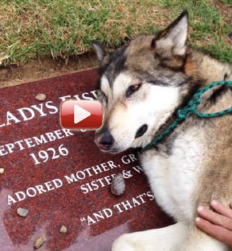perro llora muerte de su dueño