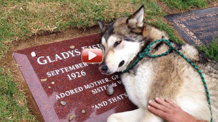 perro llora muerte de su dueño