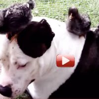 pitbull amigo pollitos video