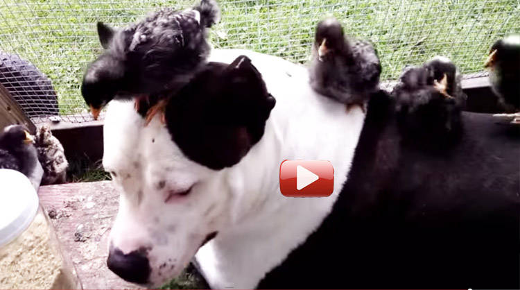 pitbull amigo pollitos video