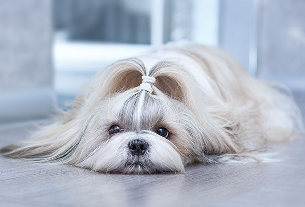 shih tzu pelo largo