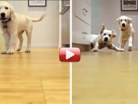 cachorros golden crecen timelapse video