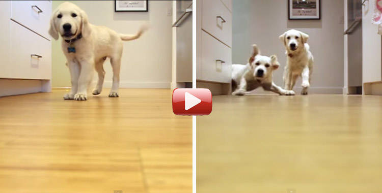 cachorros golden crecen timelapse video