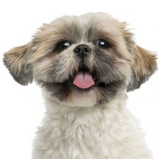Shih Tzu