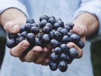 uvas pasas malas perros