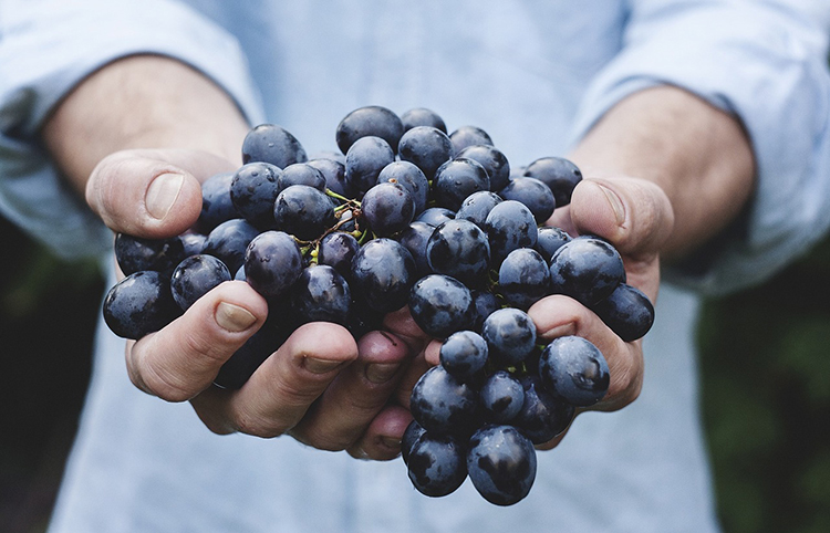 uvas pasas malas perros