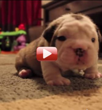 videos cachorros bulldog ingles