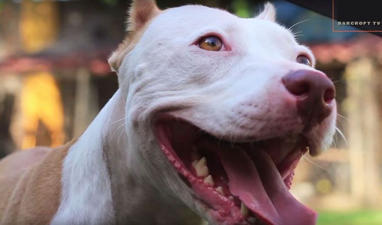 pitbull salto vertical video