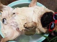 De mayor quiero ser un pug