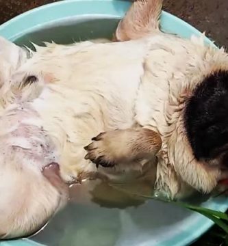 De mayor quiero ser un pug