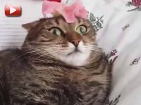 videos graciosos de gatos