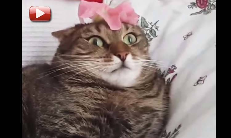 videos graciosos de gatos