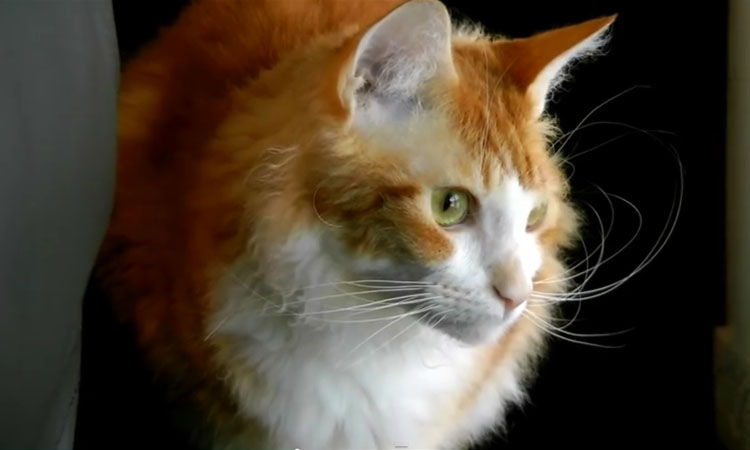 Historia del Gato Laperm