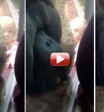 mono besa tripa mujer embarazada barriga