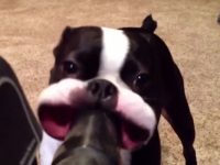 perros y gatos aspiradoras video gracioso