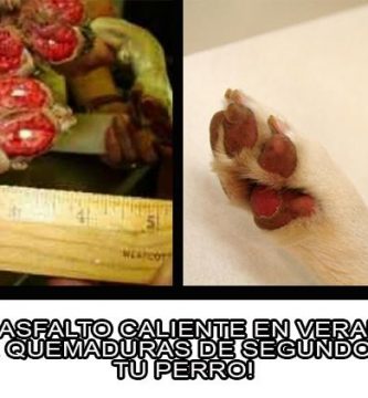 piso caliente puede quemar patas perro verano