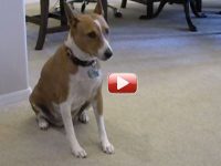 ladrido perro basenji video