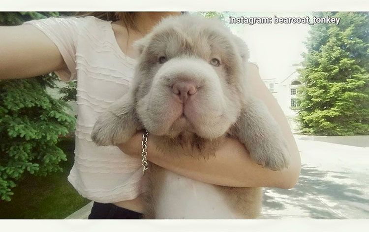 donkey cachorro osito de peluche