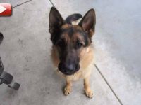 video perro creciendo timelapse