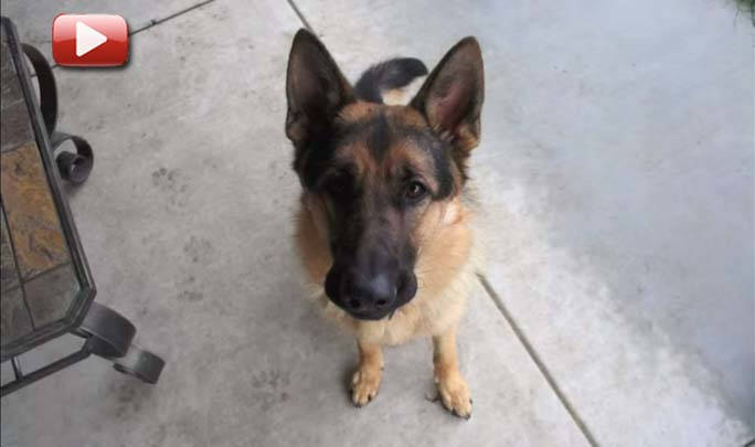 video perro creciendo timelapse