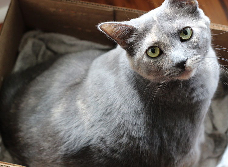 como saber cuantos gatitos va a tener mi gata