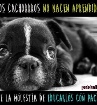 educar un cachorro de perro