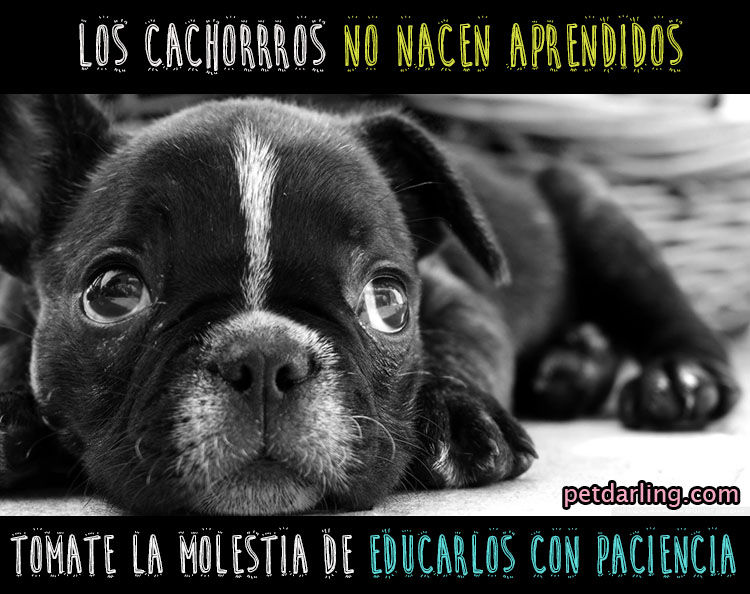 educar un cachorro de perro