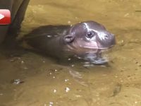 video de hipopotamo bebe nadando